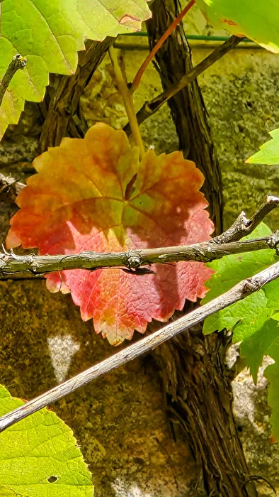 Herbstwein