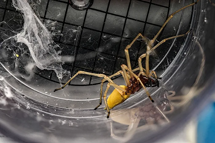 Spider in the Cup Magnifier 3