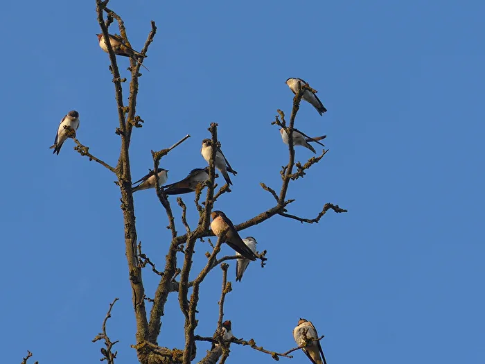 House Martin Gathering