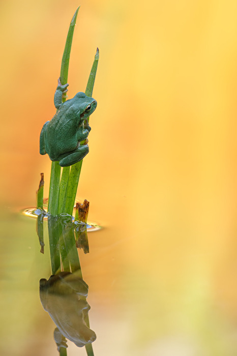 Europäische Laubfrosch