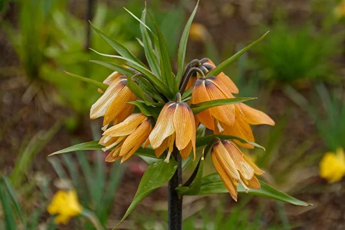 Kaiserkrone
