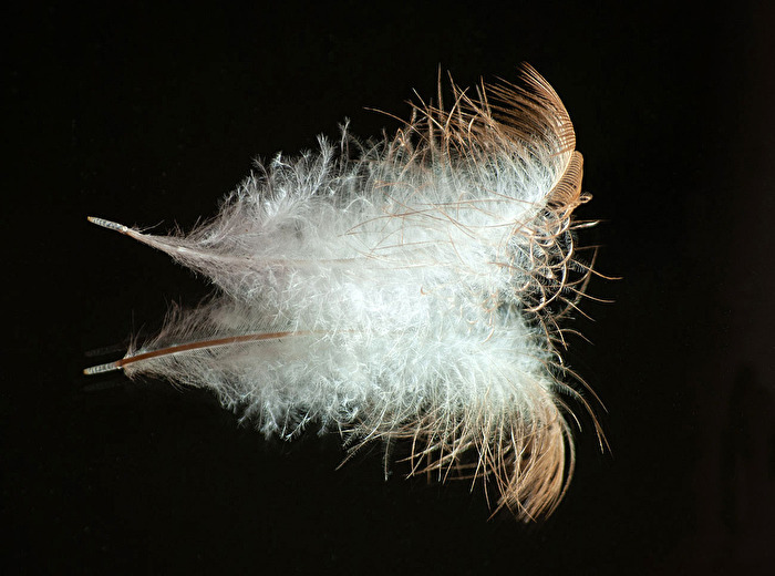 Die gespiegelte Feder...