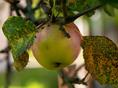 Apfel