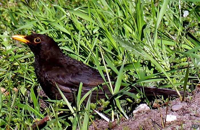 A blackbird on foot unterwegs