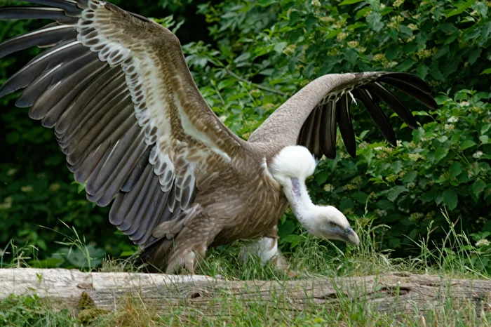 Gänsegeier