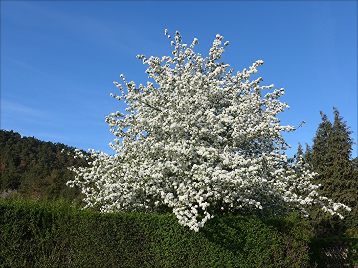 Baumblüte