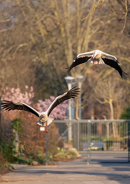 Störche im Abflug