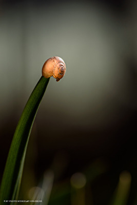 Schneck am Spieß . . .