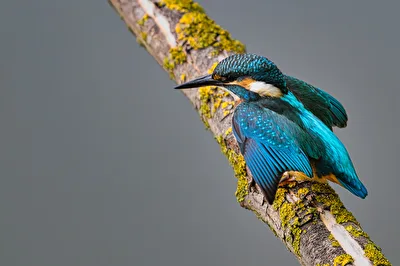 Eisvogel 2026