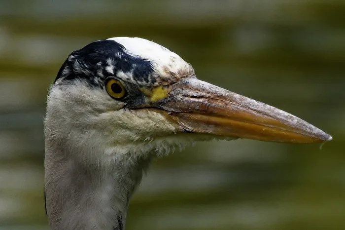 Great Egret