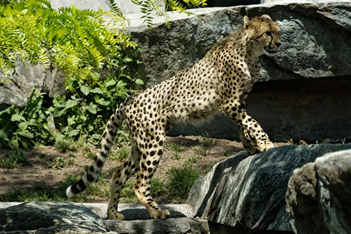 Gepard