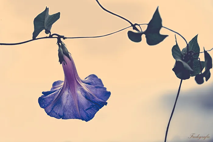 The Blossom