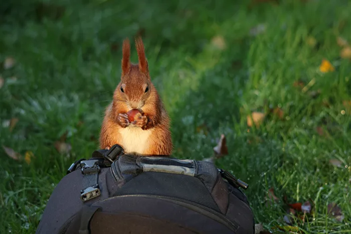 Who is stealing my nut?
