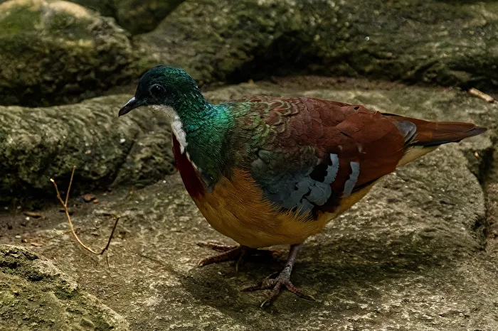 Pigeon