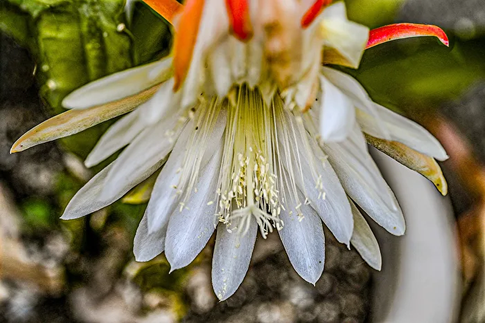 Kaktusblüte