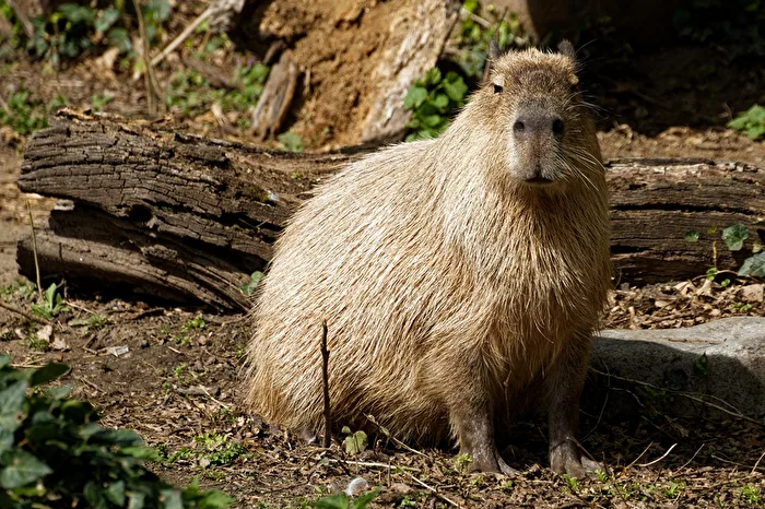 Capybara
