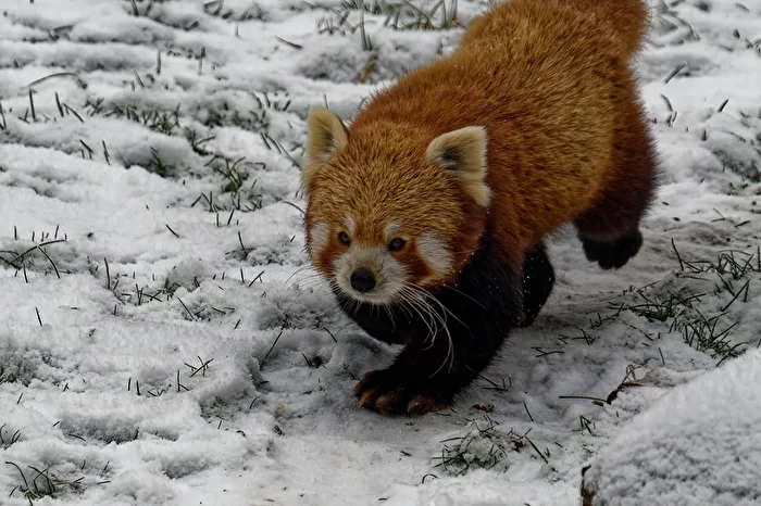 Red Panda (Cat Bear)