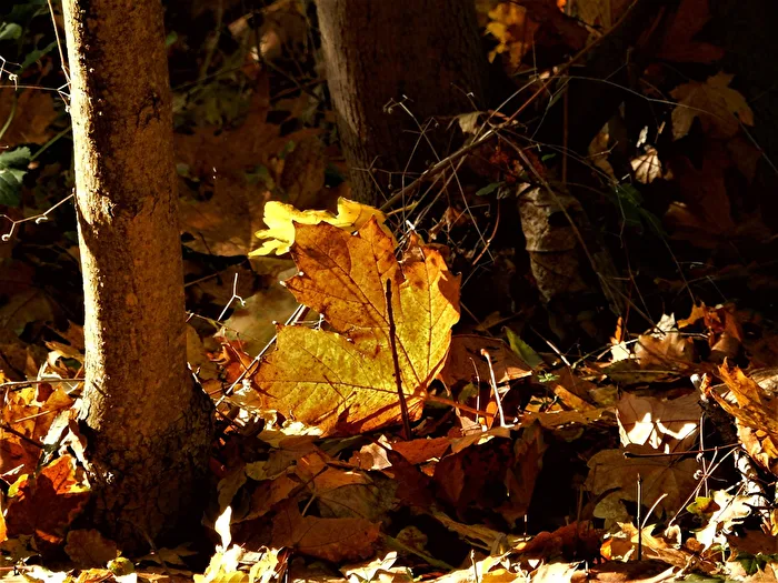 Autumn Time - Falling Leaves