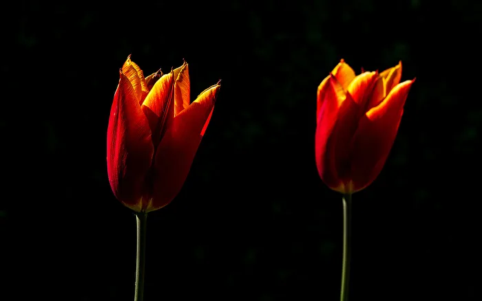 Tulips in Side Light