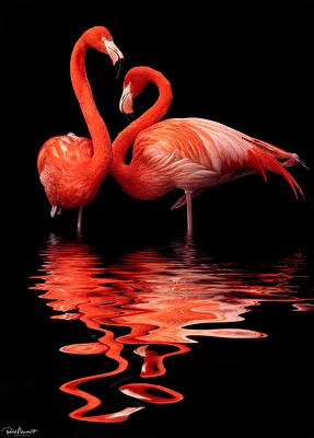 Flamingos....