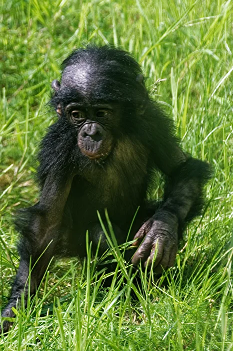 young bonobo