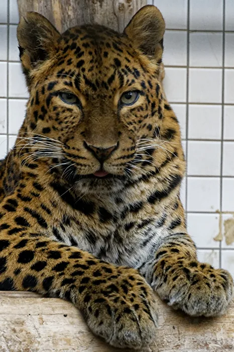 China.Leopard