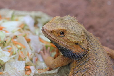 Reptilien