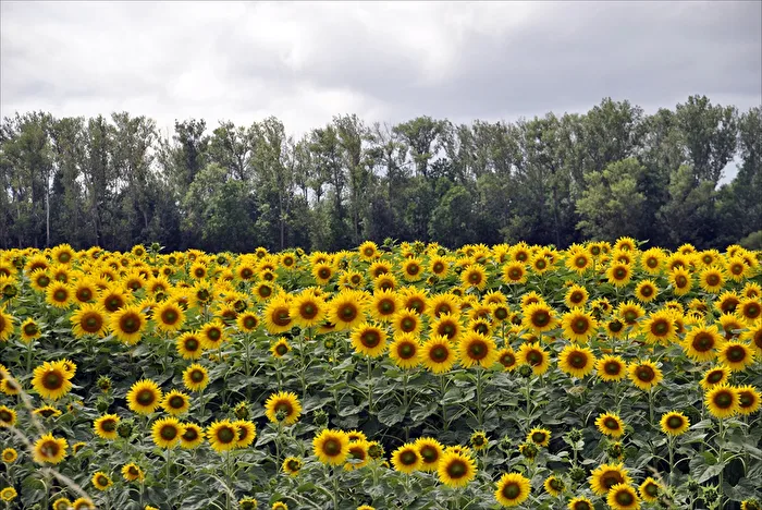 Sunflower field
