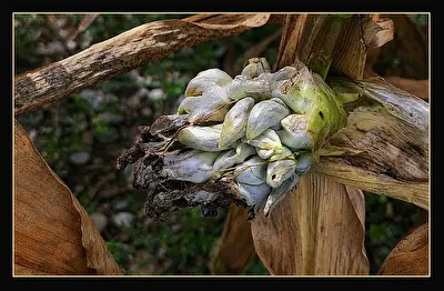 Huitlacoche  Maisbeulenbrand mexik. Trüffel