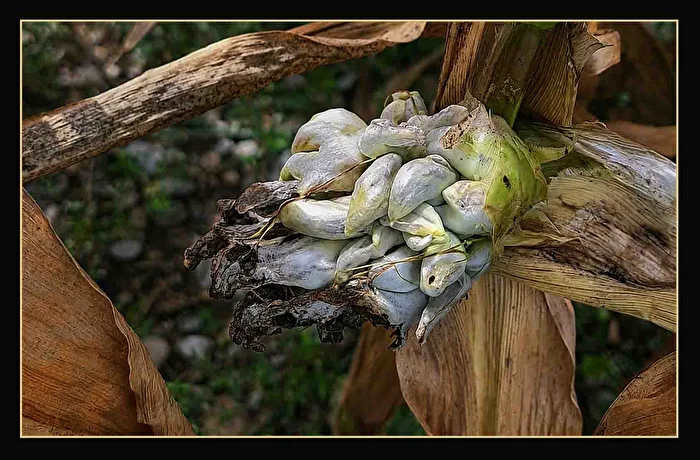 Huitlacoche  Maisbeulenbrand mexik. Trüffel