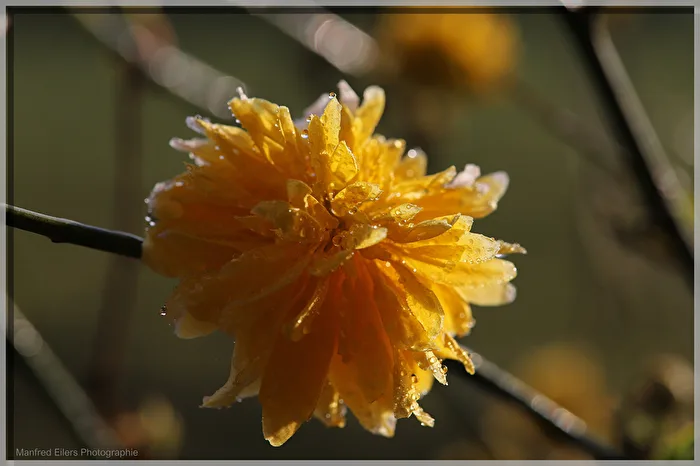 Frühling