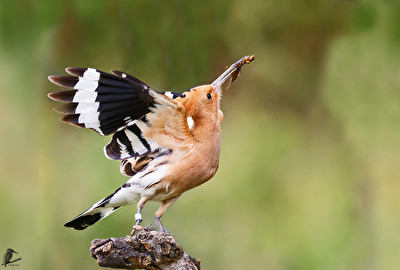 Anflug zur Fütterung II