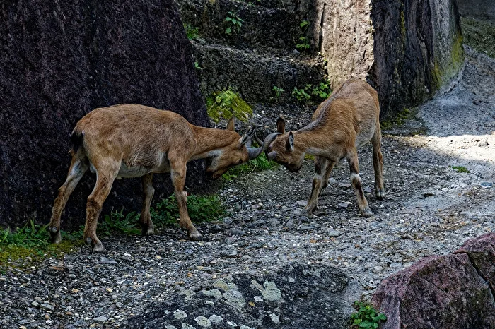 Ibexes in Battle