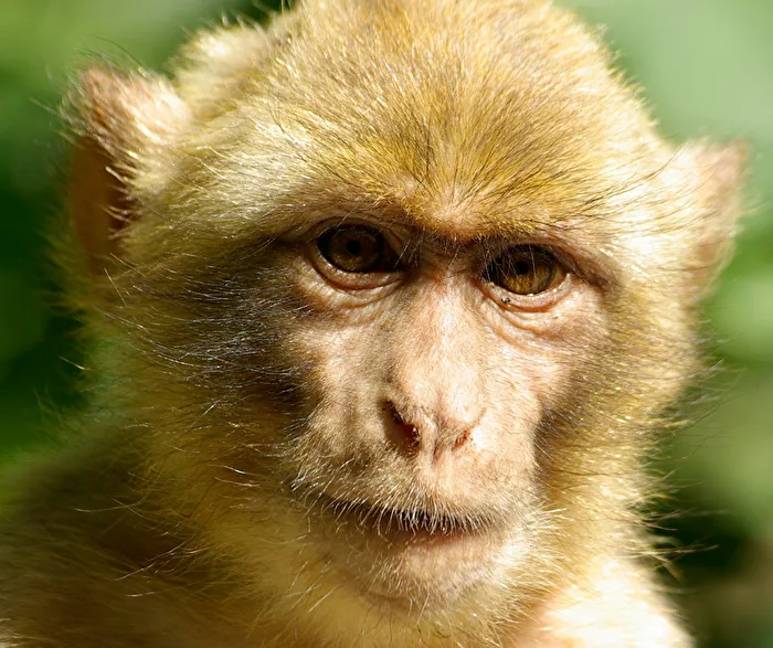 Barbary Macaque