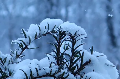 ...winterlich...