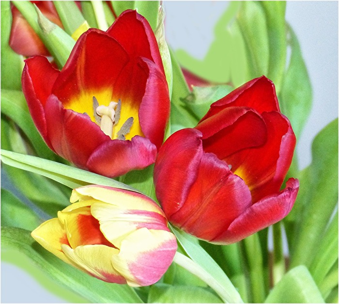 Tulpen aus Amsterdam