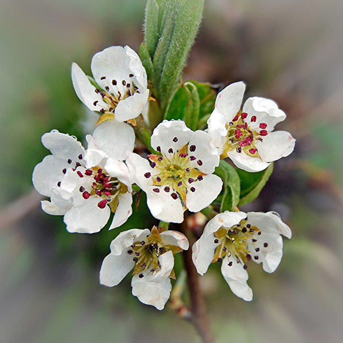 Birnbaum-Blüte