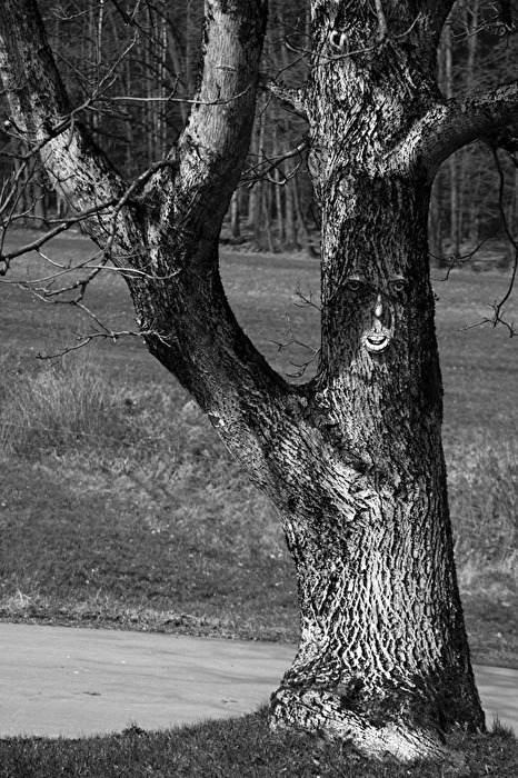 Herr Walnussbaum Monochrom Baum