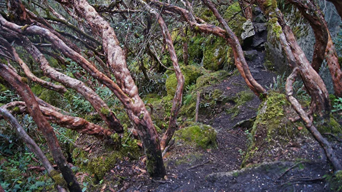 Wald - auf 4000m Höhe