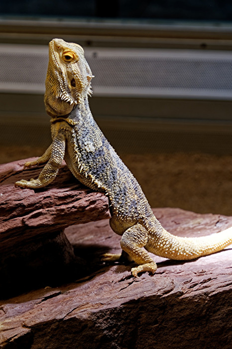 Bartagame