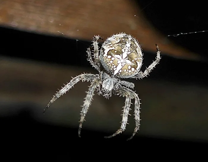 Kreuzspinne