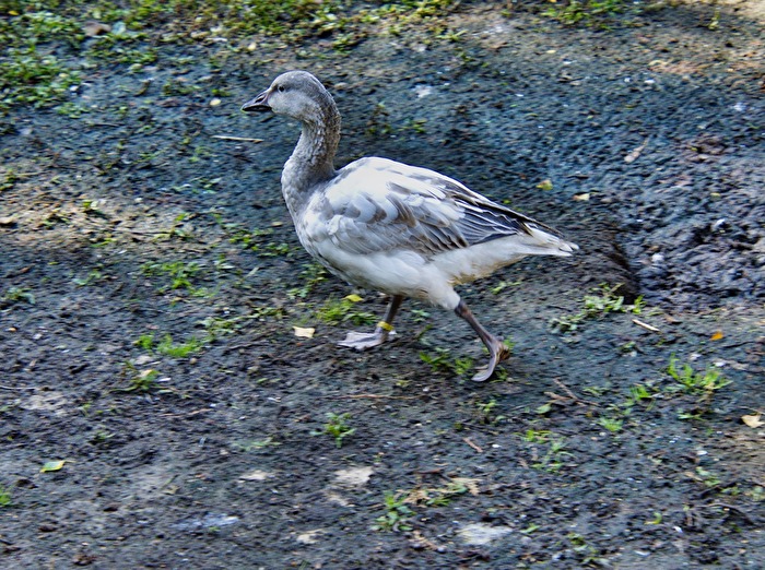 Ich gehe jetzt baden