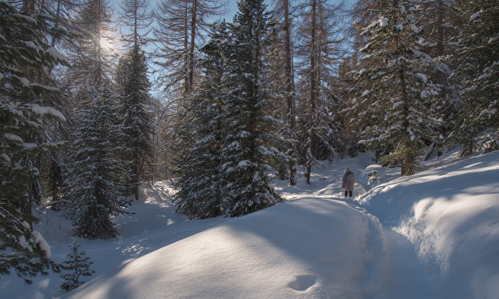 Winterwald