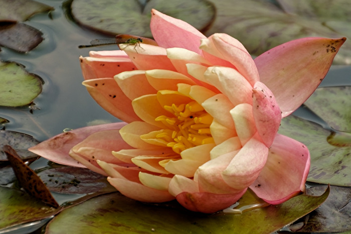 Seerose