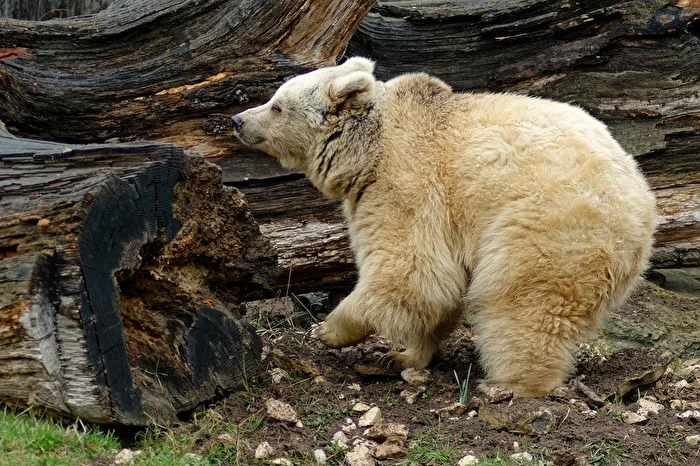 Syrischer Braunbär