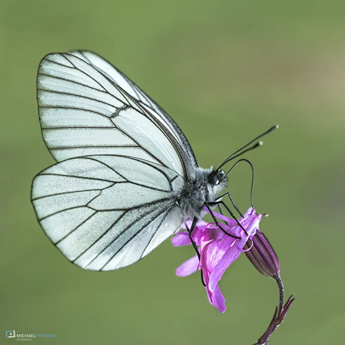 white beauty