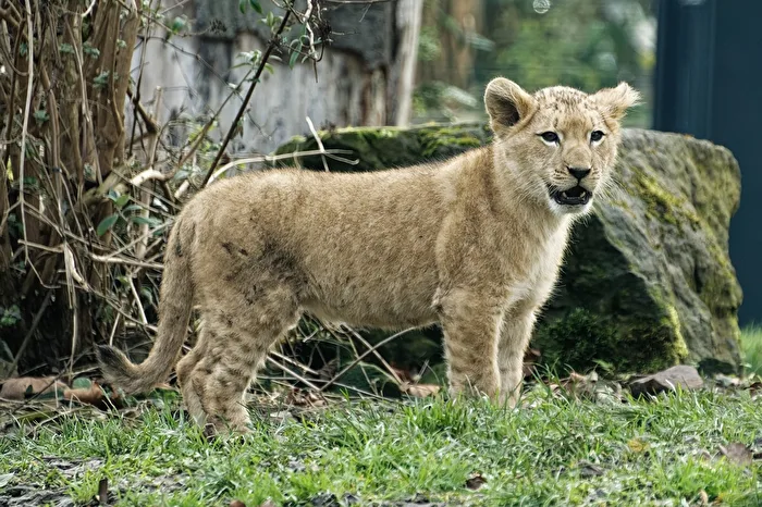 young lion