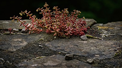 Auf der Mauer, auf der Lauer sitzt ne kleine Pflanze.