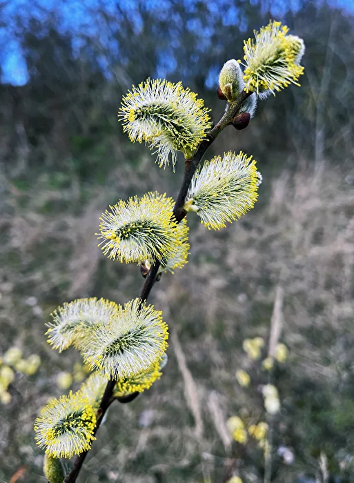 fully bloomed... 2