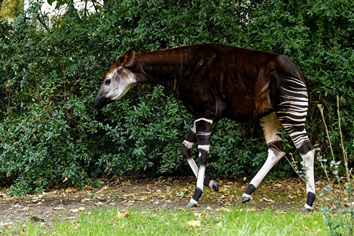 Okapi